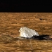 whale_humpback_v_01088_dom3302.jpg